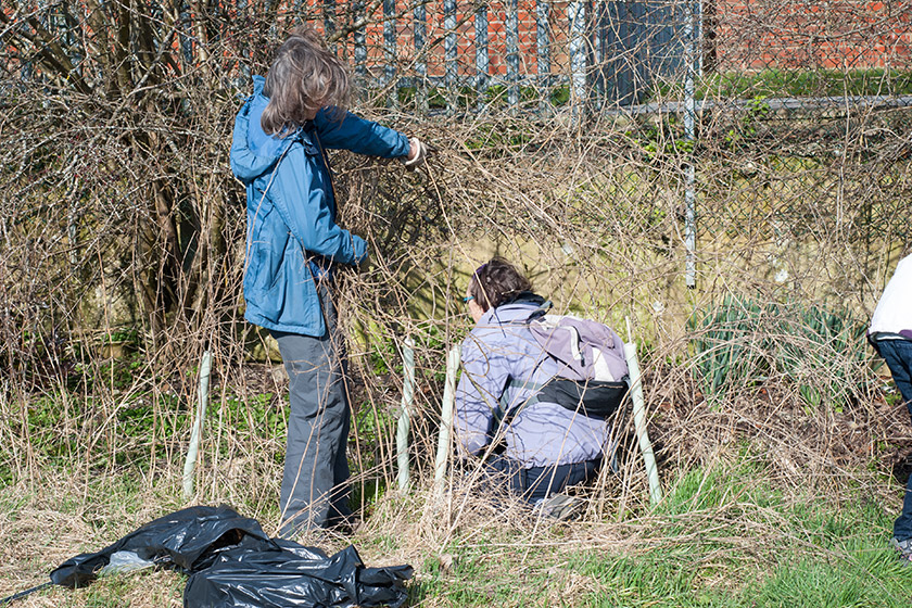 Litter picking in bushes