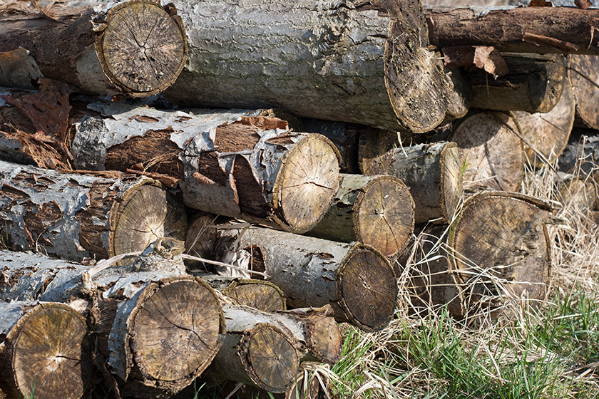 Pile of logs in the sun