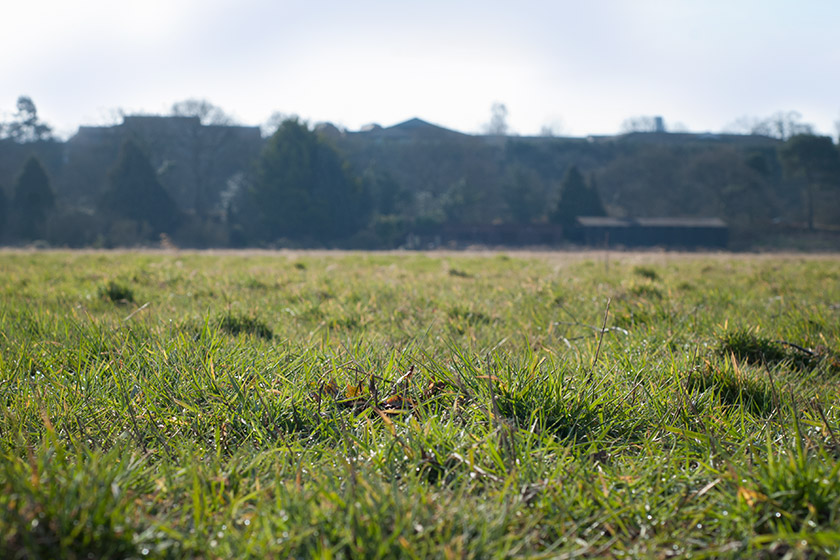 Sunny grass