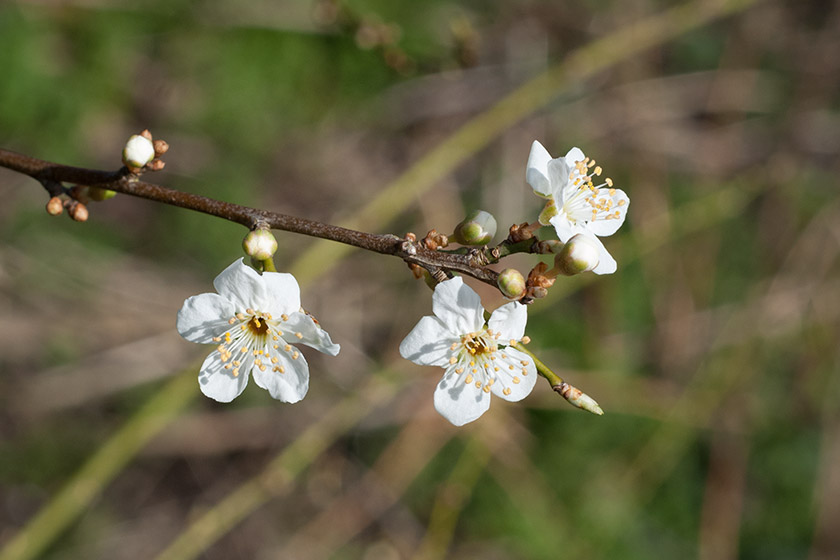 White blossoms on tree