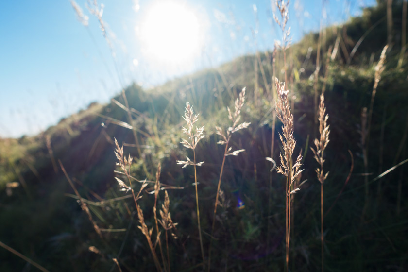 Grass in the sunlight