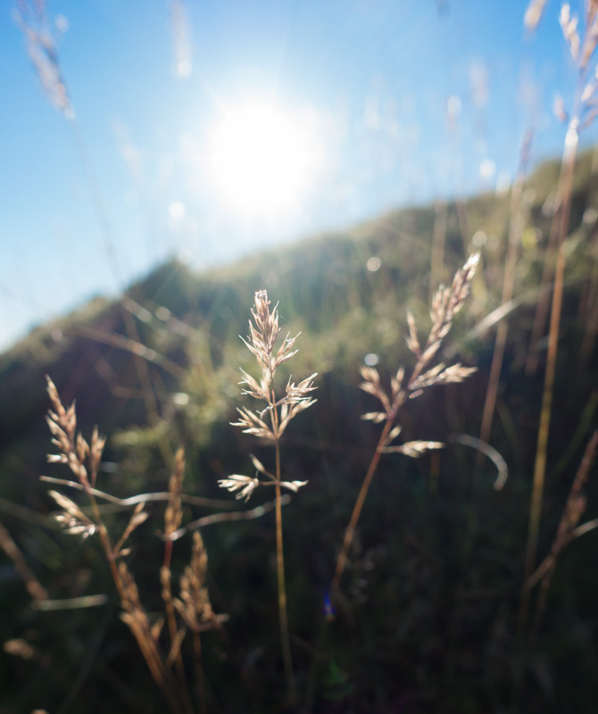 Meadow grass in the sun