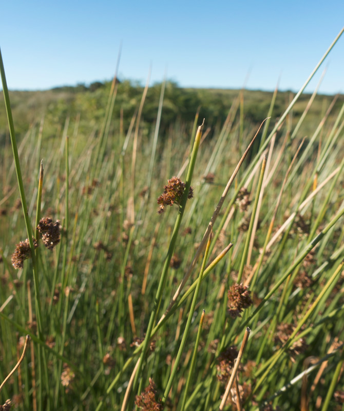 Thick rushes on moor