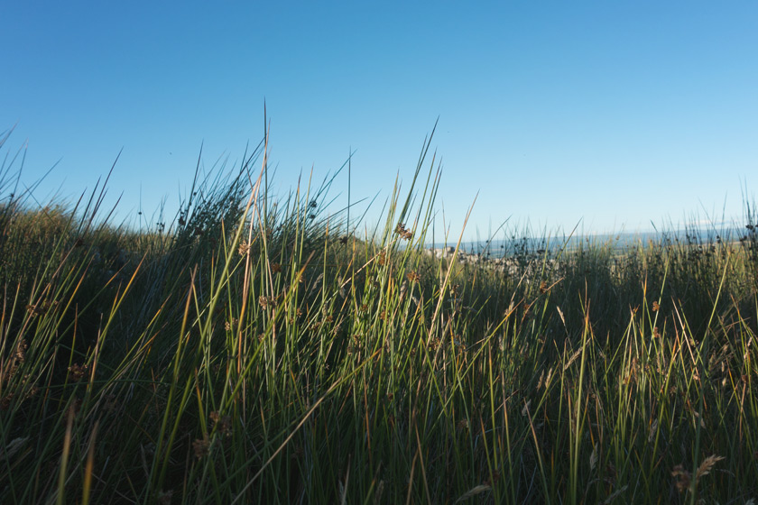 Rushes in the sunlight