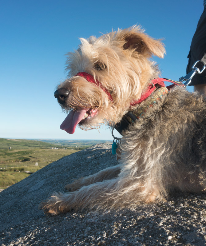 Dog on cheesewring