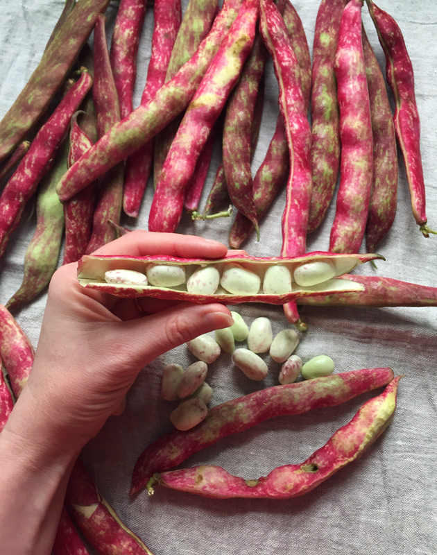Pink borlotti beans