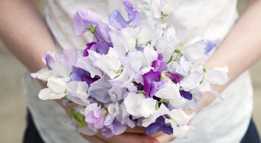 Pale purple and white sweet peas