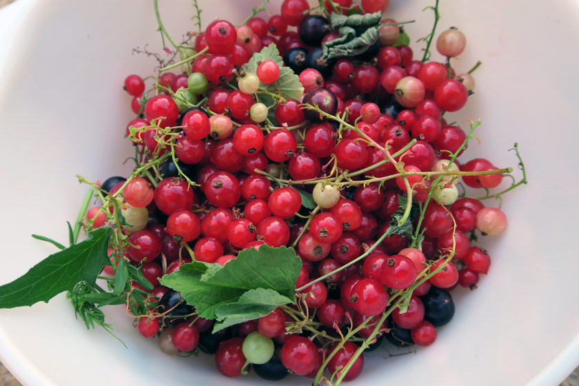 Bowl of redcurrants
