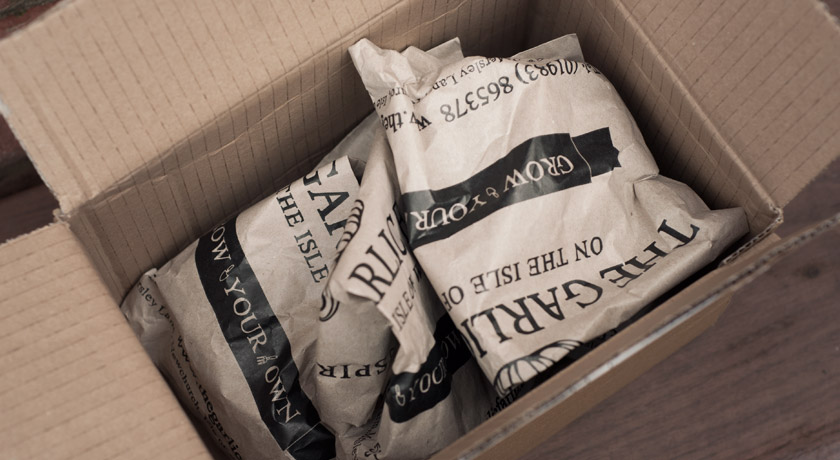 Seed garlic in box