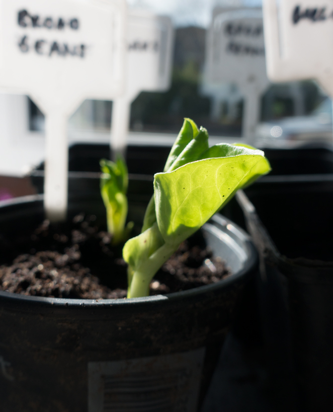 Young broad bean leaves