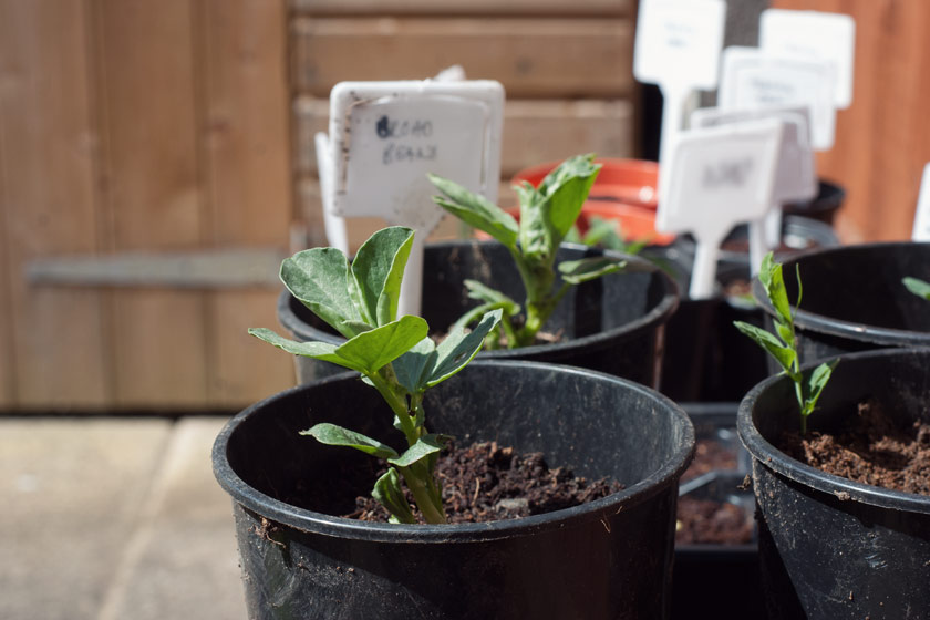 Young bean plant in pot