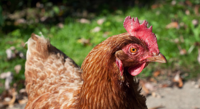 Brown chicken on grass