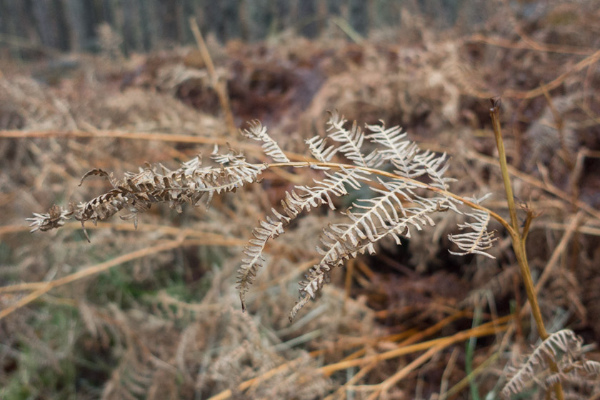 Closeup of brown fern
