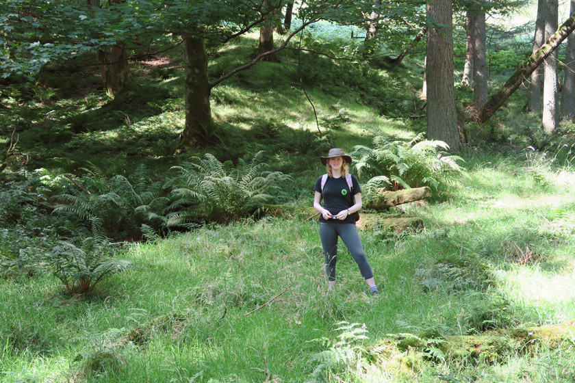 Green woodland