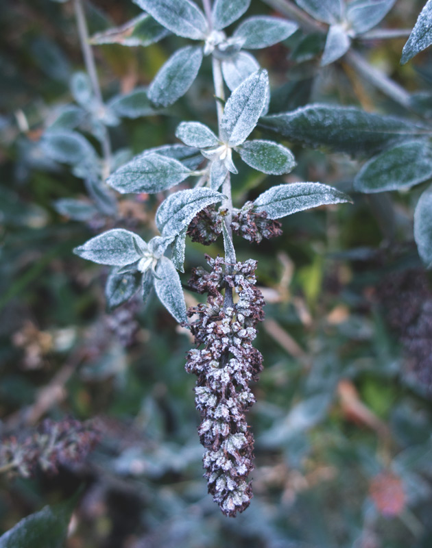 Frosty buddleja