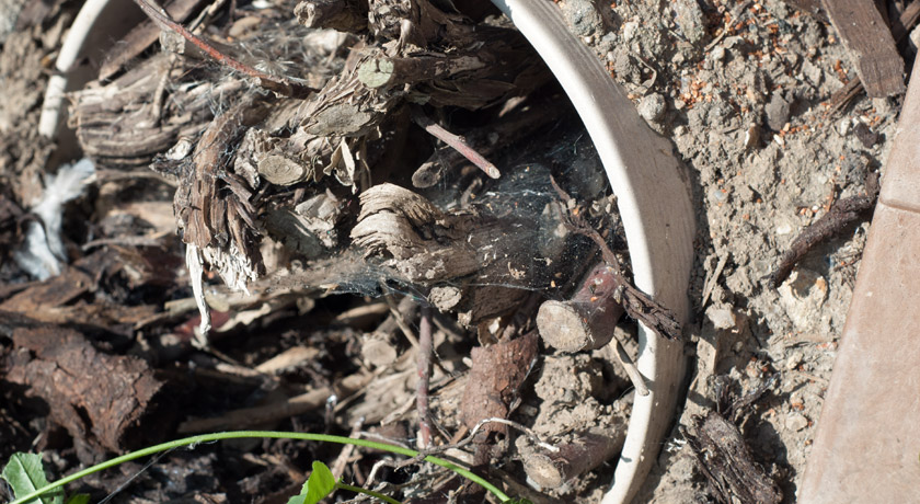 Sticks in a pot for bugs