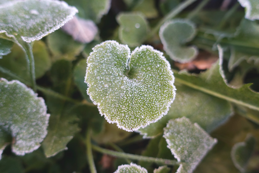 Frozen campanula leaf