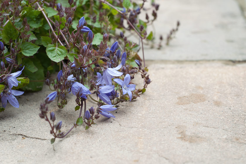 Purple campanula flowers