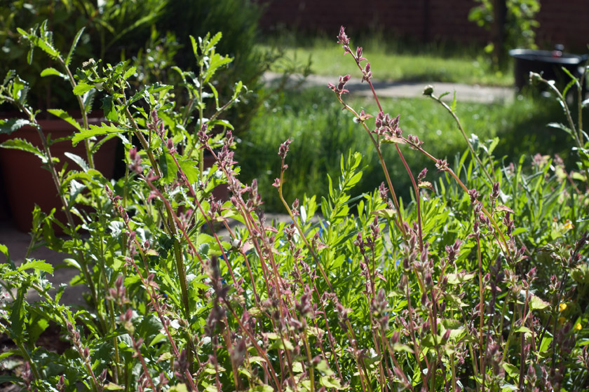 Campanula buds in the sun