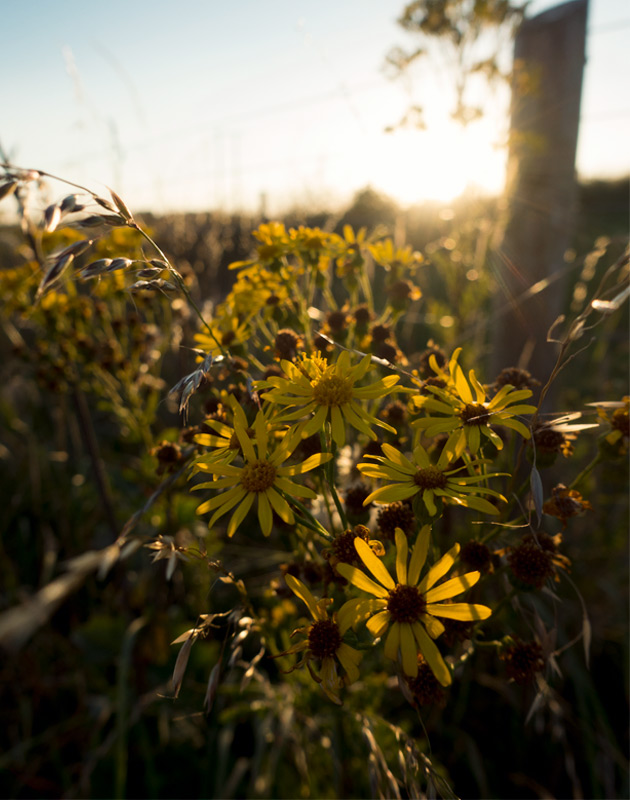 Yellow flowers in sun