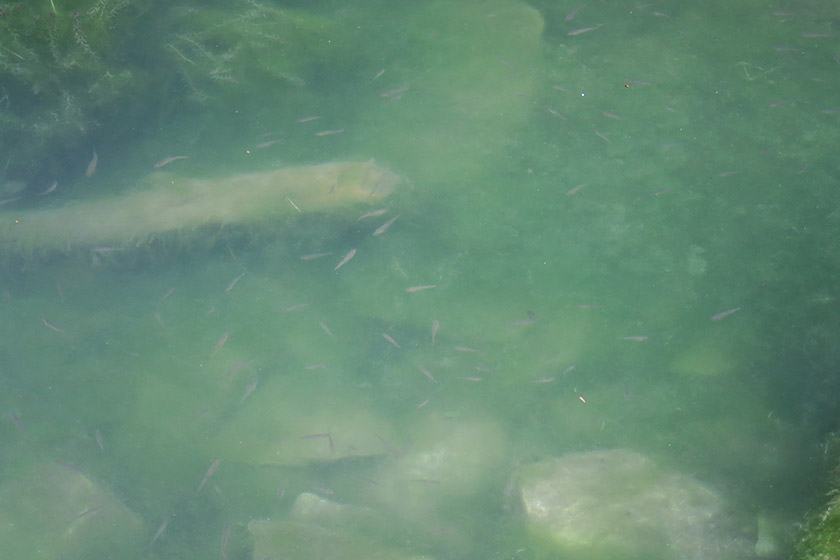 Tiny fish in blue water