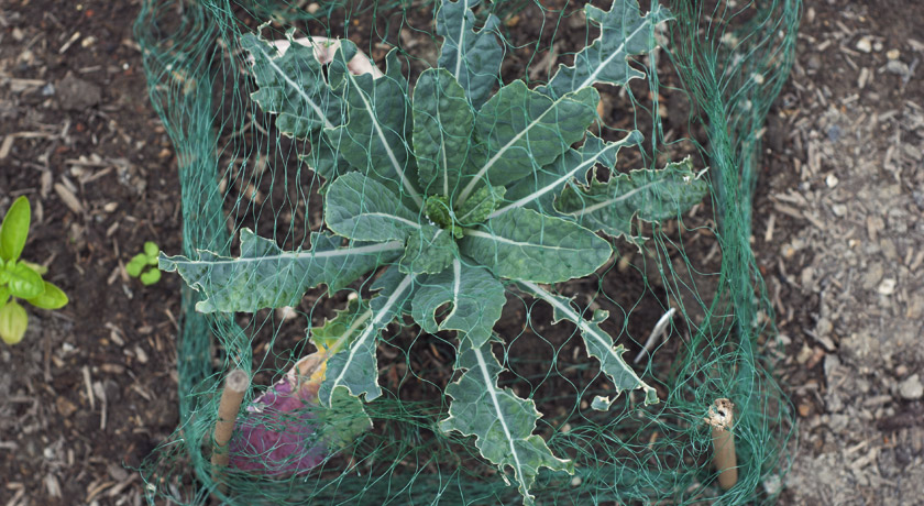 Dark green cavolo nero kale