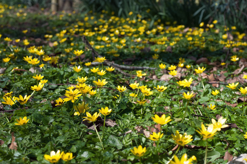 Carpet of yellow celandine flowers