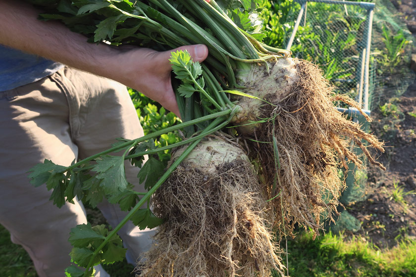 Muddy celeriac