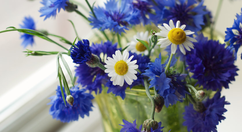 Chamomile and bright blue cornflowers