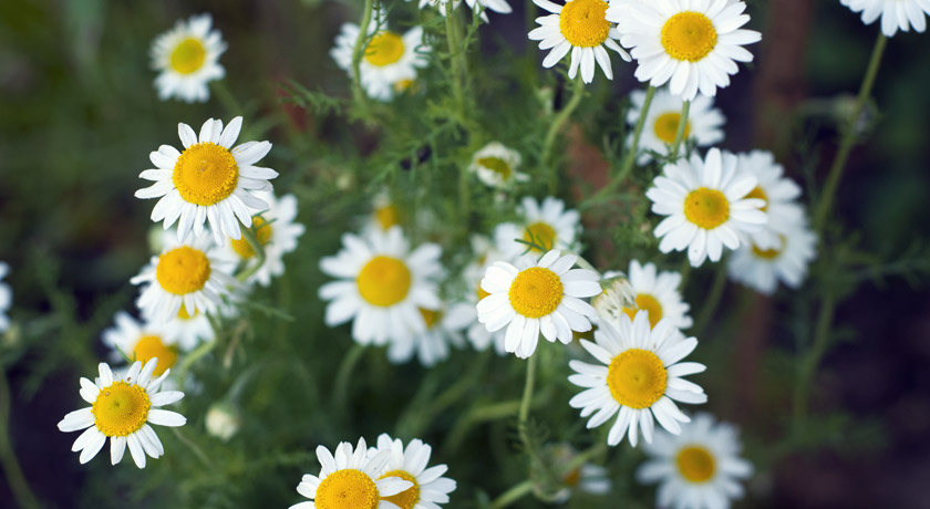 Chamomile flowers