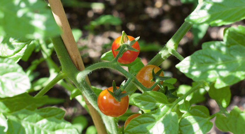 Cherry tomatoes on vine