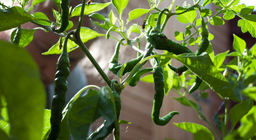 Chilli plant silhouette