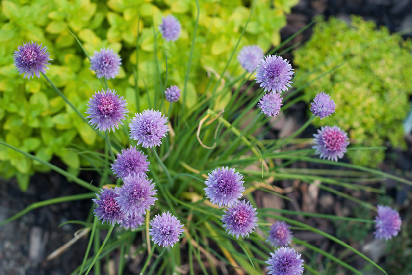 Chive flowers from above