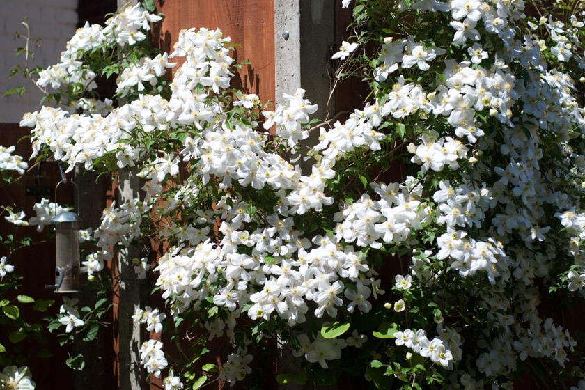 White clematis climbing fence