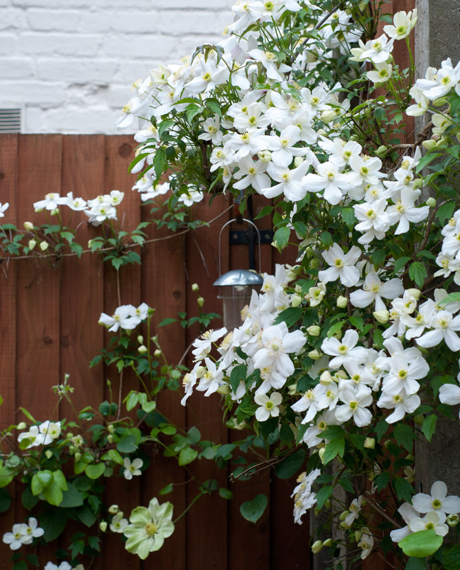 White clematis flowers