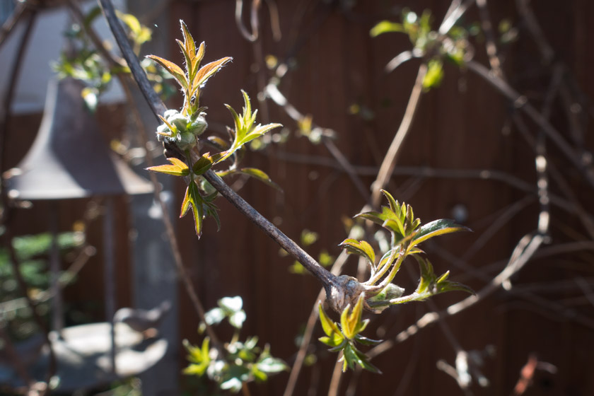 Clematis buds