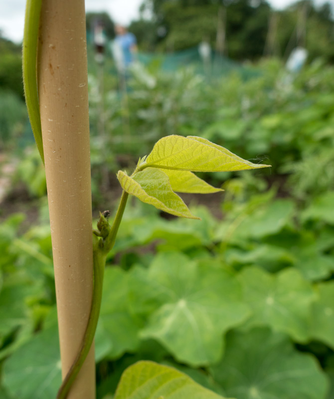 Young runner bean leaves