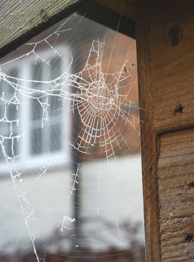 Cobweb on shed