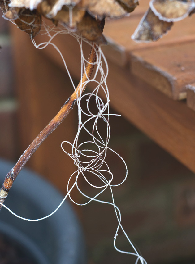 Curled, tangled cobweb