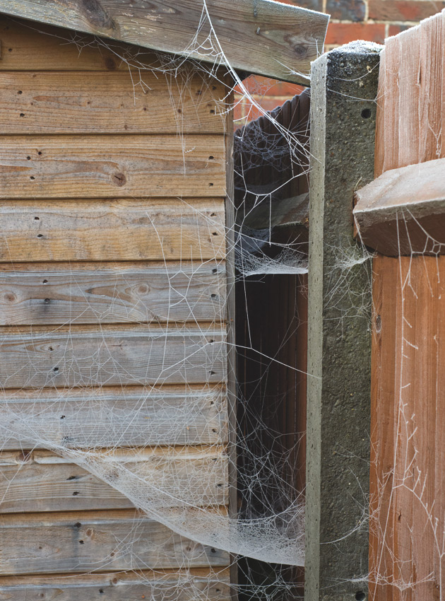 Large cobwebs on shed