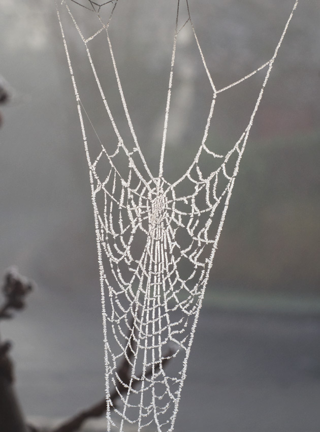 Cobweb covered in ice