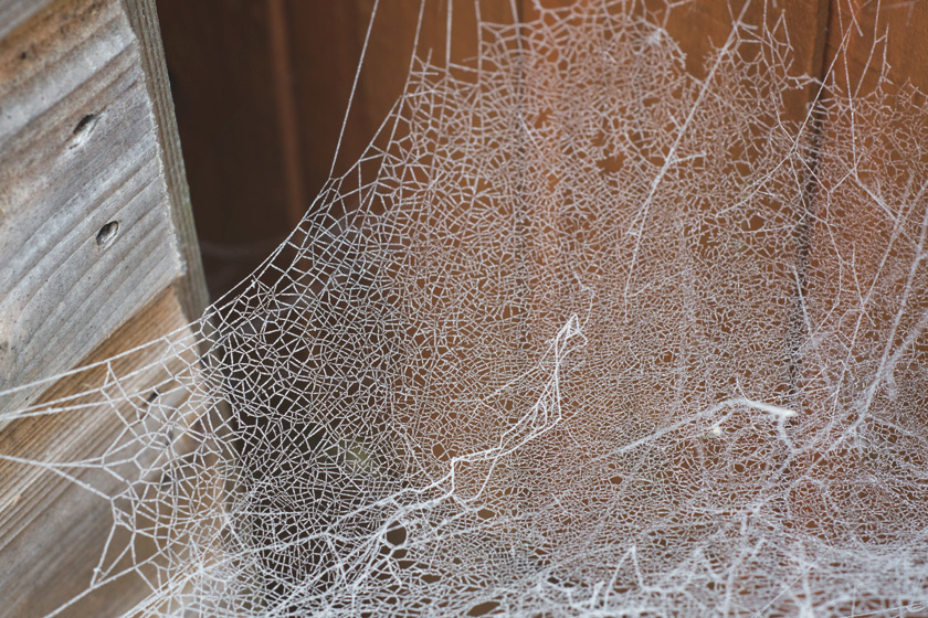 Lace like cobweb