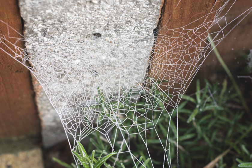 Cobweb over post