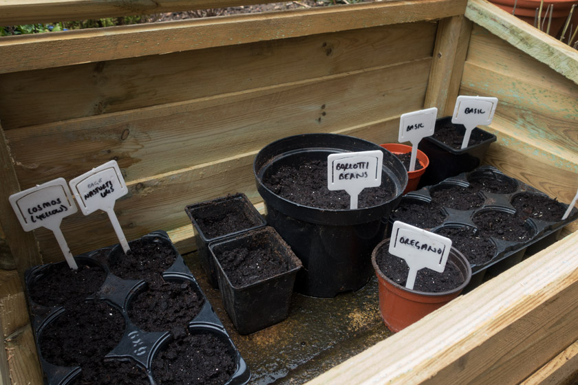 Pots in cold frame