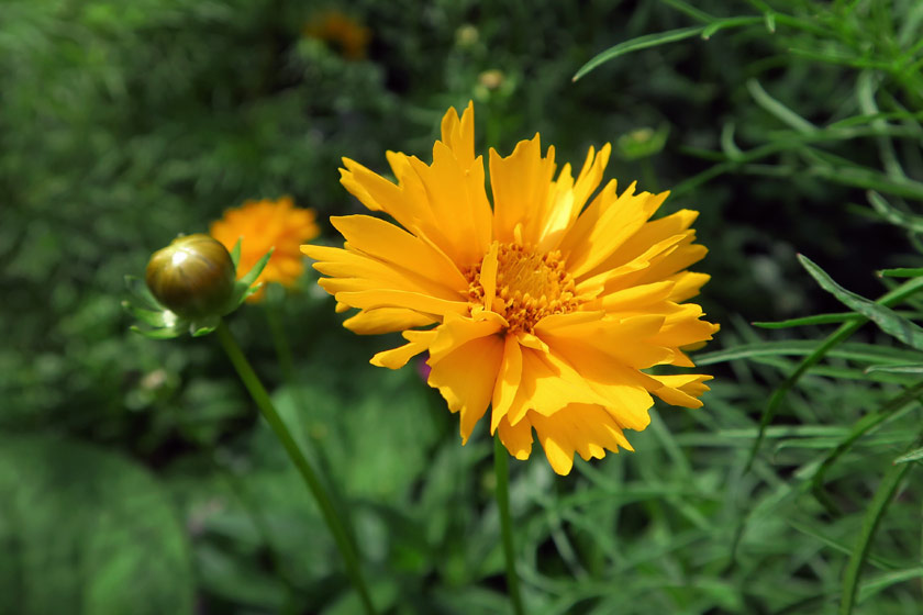 Yellow coreopsis flowers