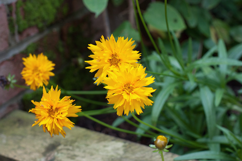 Bright yellow flowers