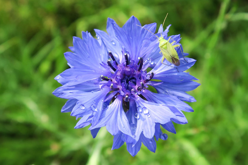 Young grasshopper on cornflower