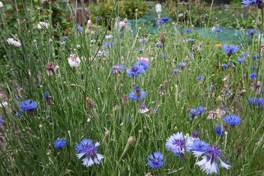 Patch of cornflowers