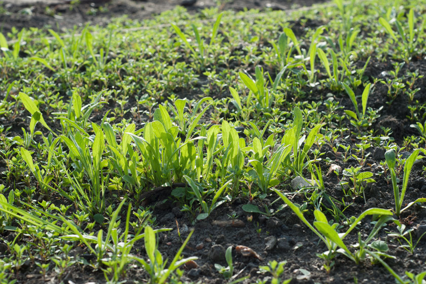 Green seedlings in the sun