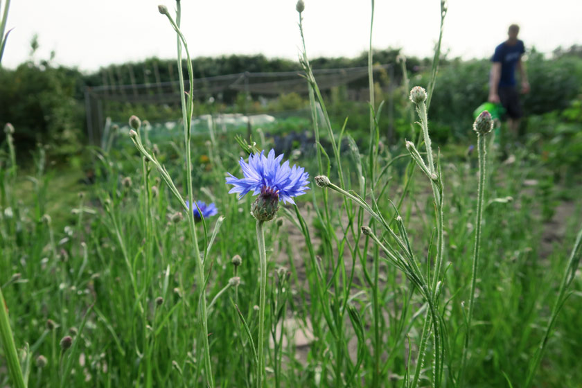 Cornflower buds in the sun